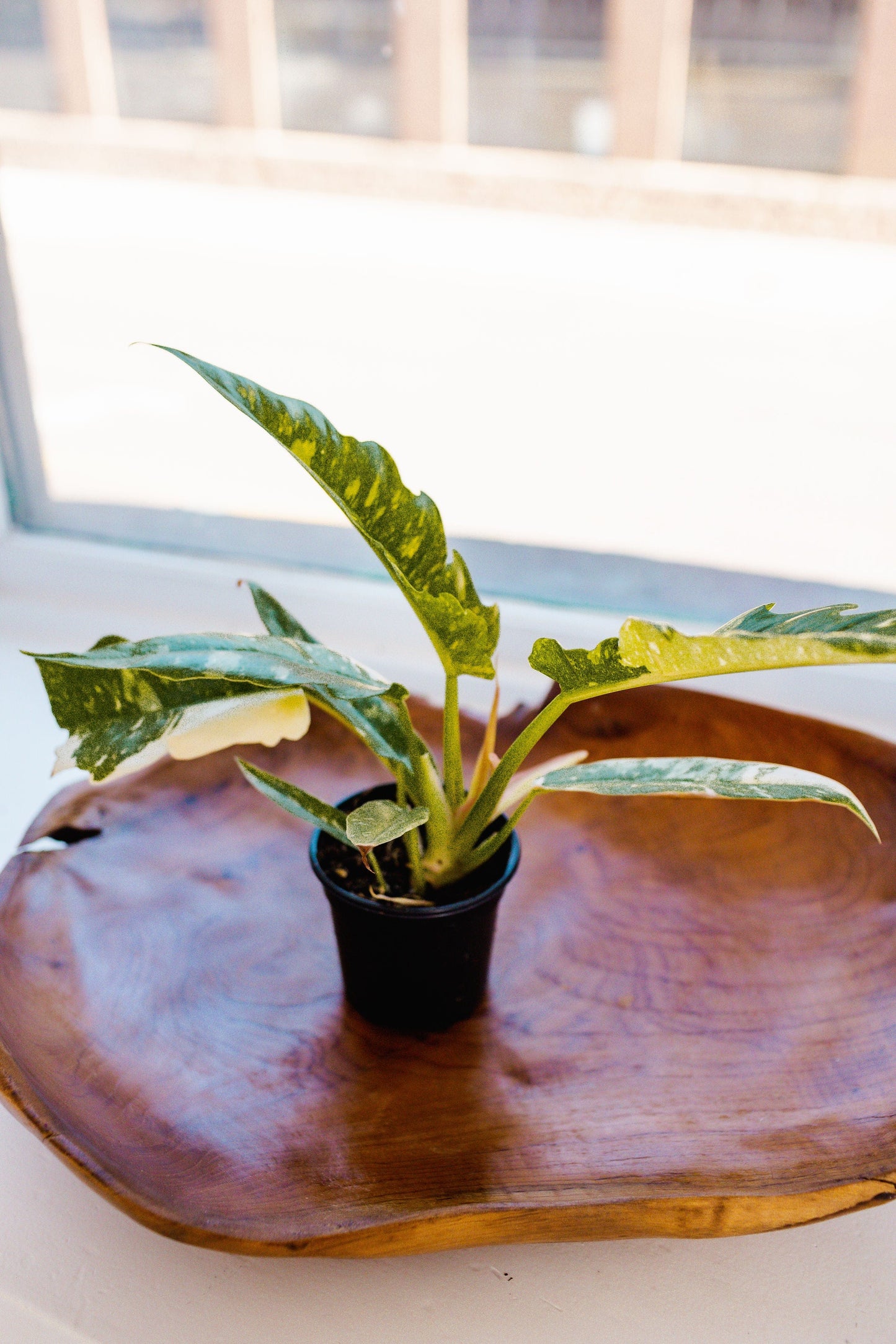 A small potted Philodendron "Variegated Ring of Fire," known for its large green leaves, sits on a wooden tray by a window, showcasing its hybrid beauty.