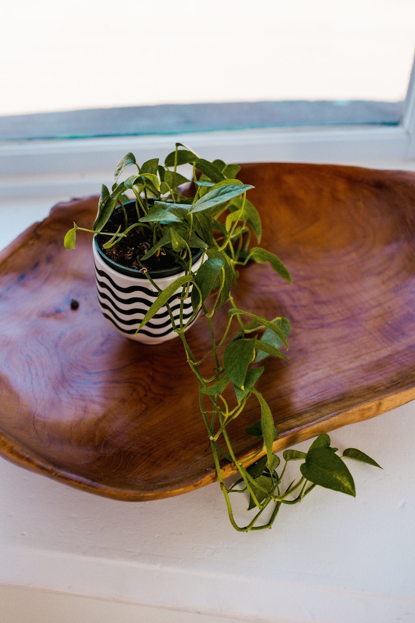 A Cebu Blue Pothos with trailing vines elegantly sits in a black and white striped pot on a wooden platter by the window, making a bold green statement while also air-purifying your space.