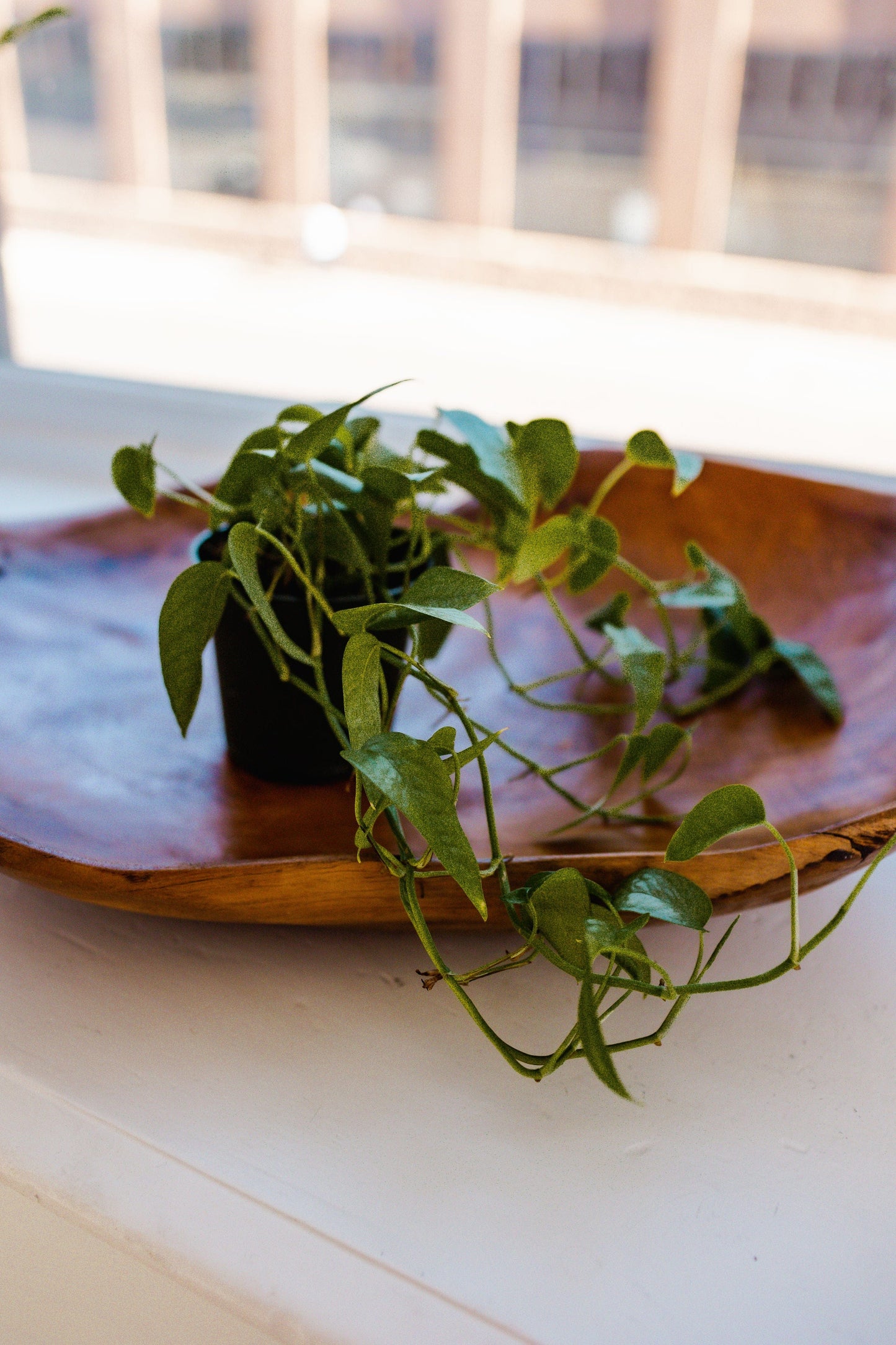 A green statement of a Cebu Blue Pothos with trailing leaves sits on a wooden tray by the window, effortlessly air-purifying the room.
