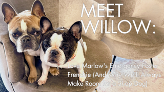 Meet Willow: Love Marlow's Emergency Foster Frenchie (And Why We'll Always Make Room for a Shop Dog)