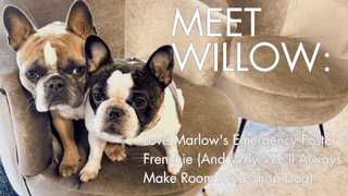 Meet Willow: Love Marlow's Emergency Foster Frenchie (And Why We'll Always Make Room for a Shop Dog) - Love Marlow