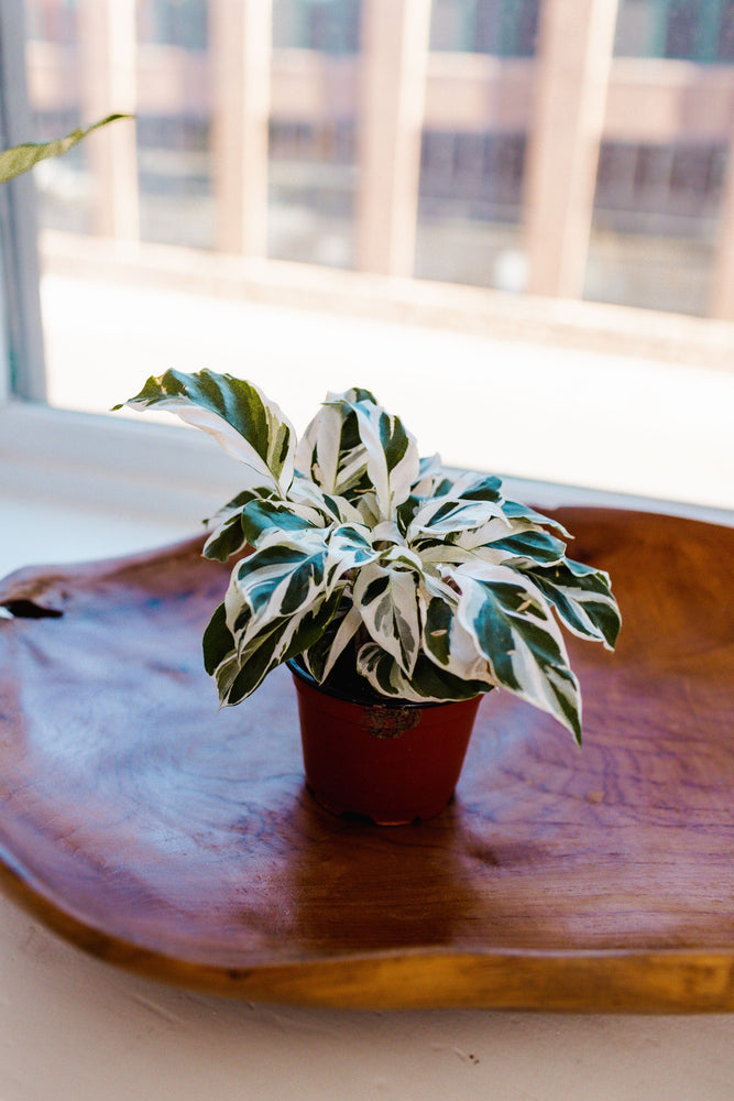 CALATHEA "WHITE FUSION" - 4" POT